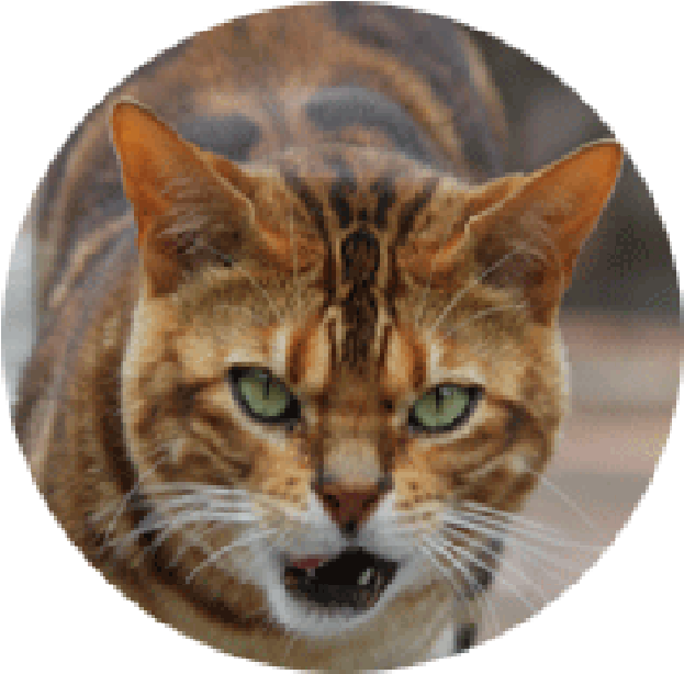 Tiger Head Png - Domestic Short-haired Cat (700x707), Png Download