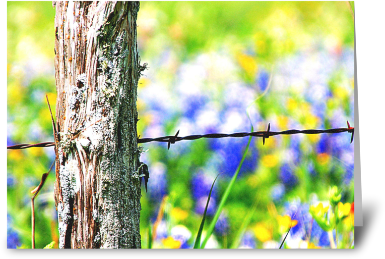 Roadside Beauty - Barbed Wire (848x698), Png Download