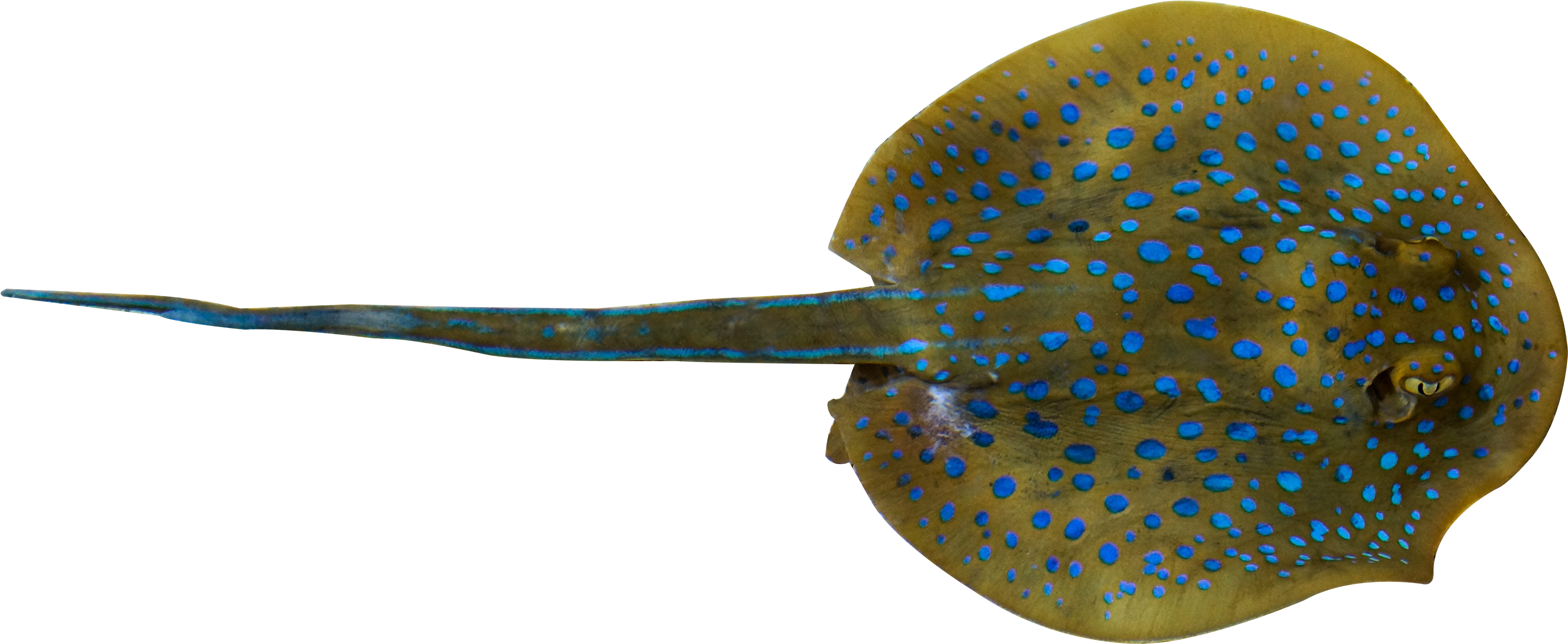 Fish, Whiptail Stingray, Deep Sea, Organism Png Image - Sting Ray Png (3285x1742), Png Download