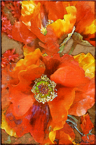 Orange Burst Floral Canvas - Tagetes Patula (600x600), Png Download