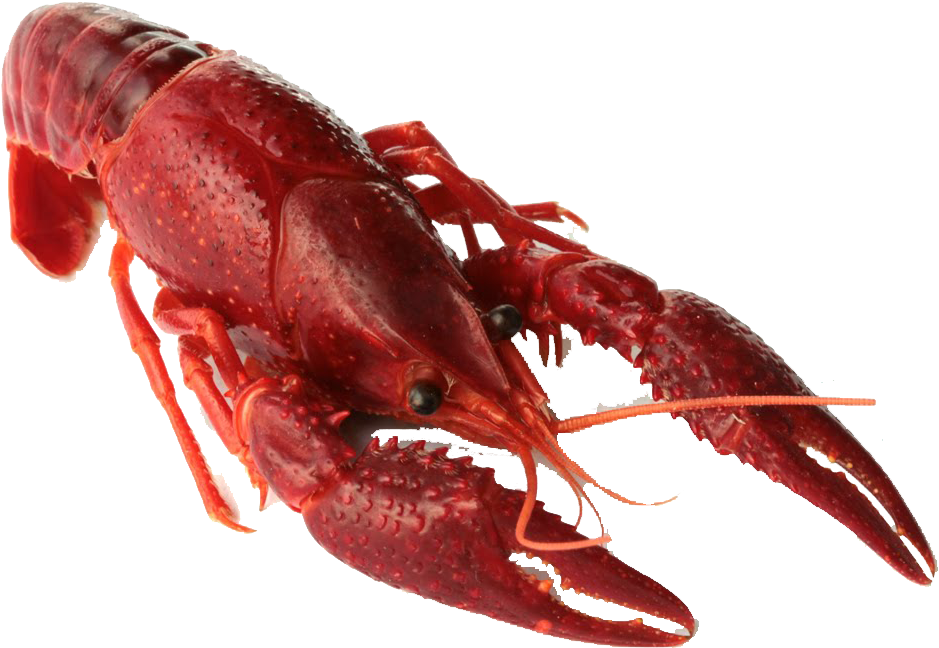 Crawfish Sống (1080x720), Png Download