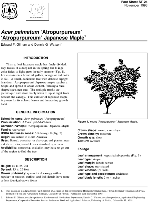 Pdf - Tree (600x776), Png Download