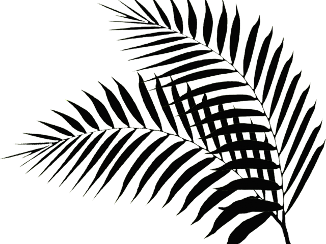 Drawn Palm Tree Palm Fronds - Black Palm Tree Leaves (640x480), Png Download