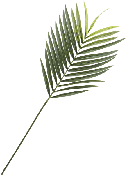 Pond Pine (600x600), Png Download