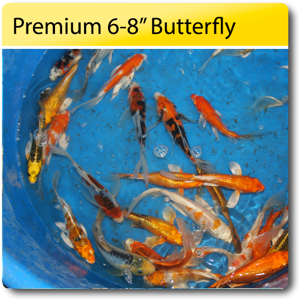 Premium 6 8 Butterfly Koi 6 8 Premium Butterfly Koi - Fish Pond (638x638), Png Download