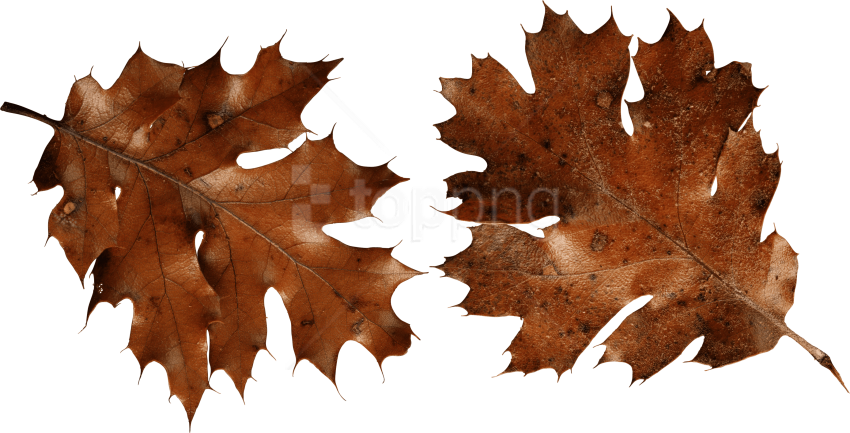 Free Png Download Brown Autumn Leaves Png Images Background - Brown Png (850x433), Png Download