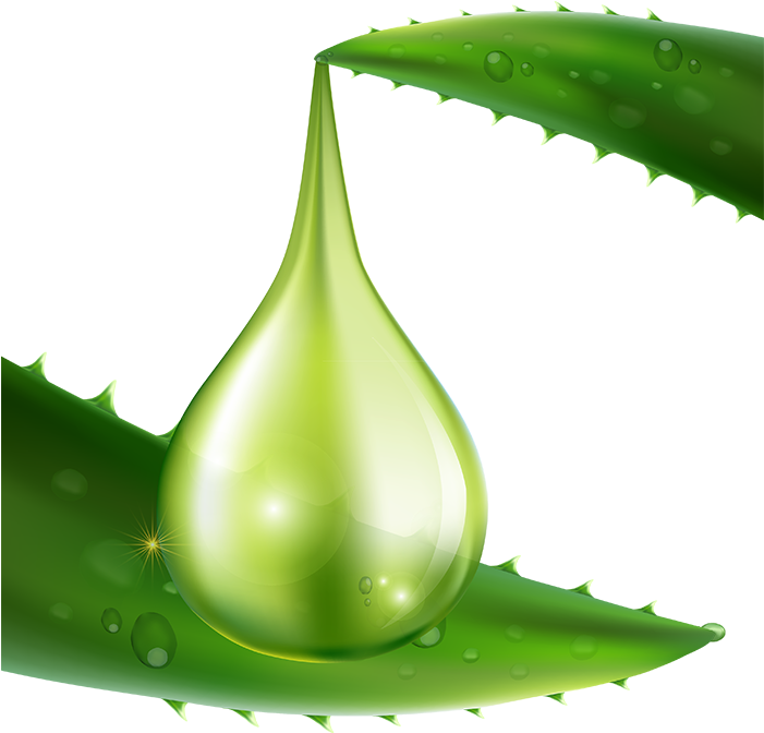Aloe Vera Carrier - Aloe Vera (700x900), Png Download