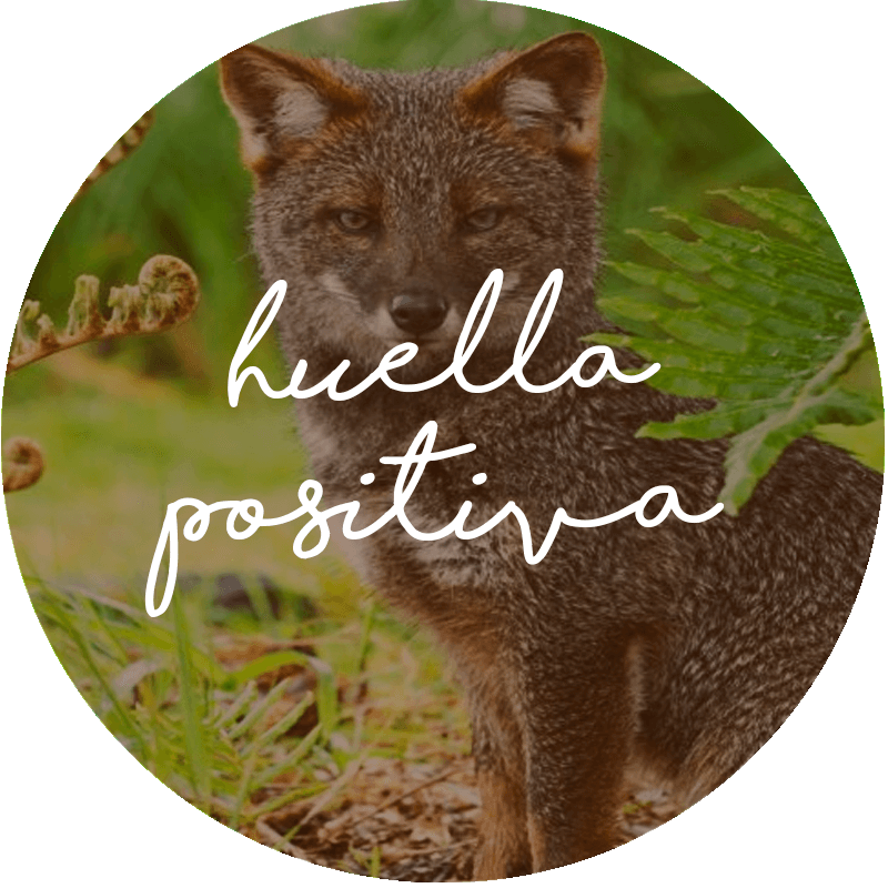 Through Our Product Lines We Want To Leave Footprints - Grey Fox (800x800), Png Download