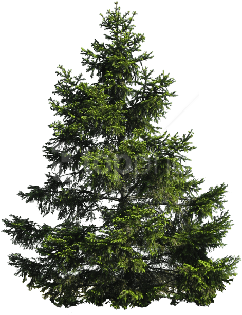 Free Png Tree Png Images Transparent - Transparent Pine Tree Png (480x674), Png Download
