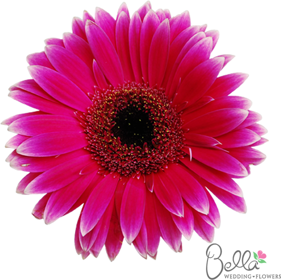Dark Pink Gerbera Daisies Are Fresh, Fun And Cheerful - Barberton Daisy (600x567), Png Download