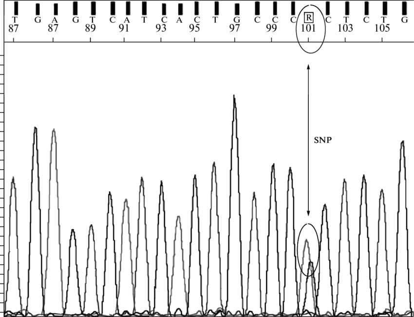 The Partial Est Sequence Of The Cesaa6 - Calligraphy (850x652), Png Download