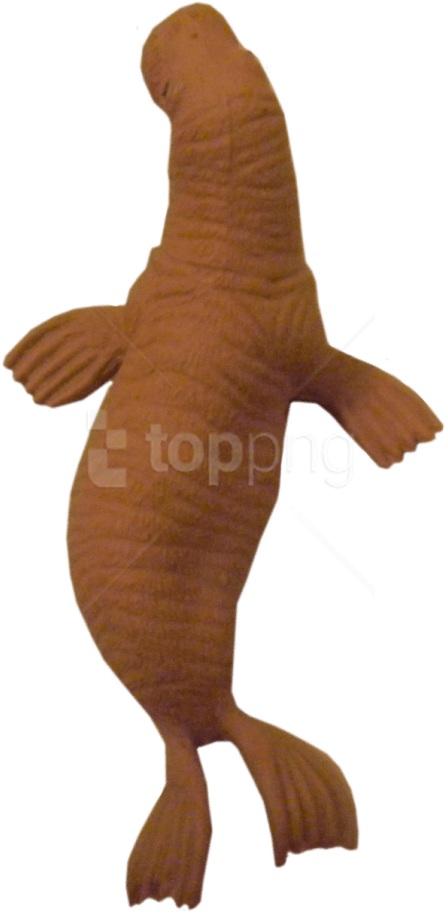 Free Png Walrus Png Images Transparent - Bronze Hammerhead Shark (480x943), Png Download