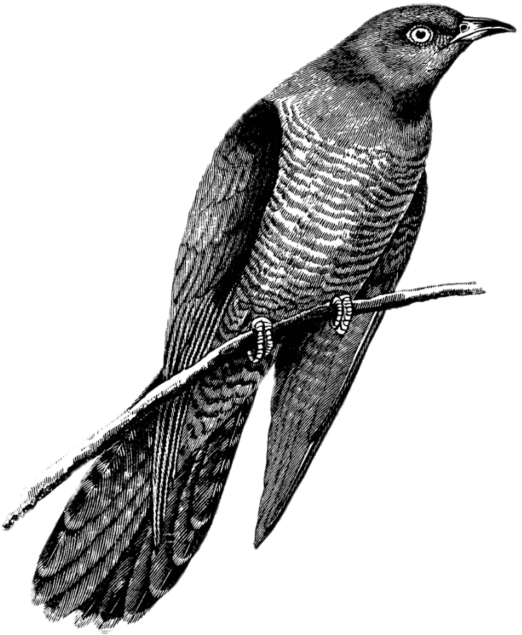 Cuckoo Drawing Black And White - Flying Cuckoo Bird Drawing (771x929), Png Download