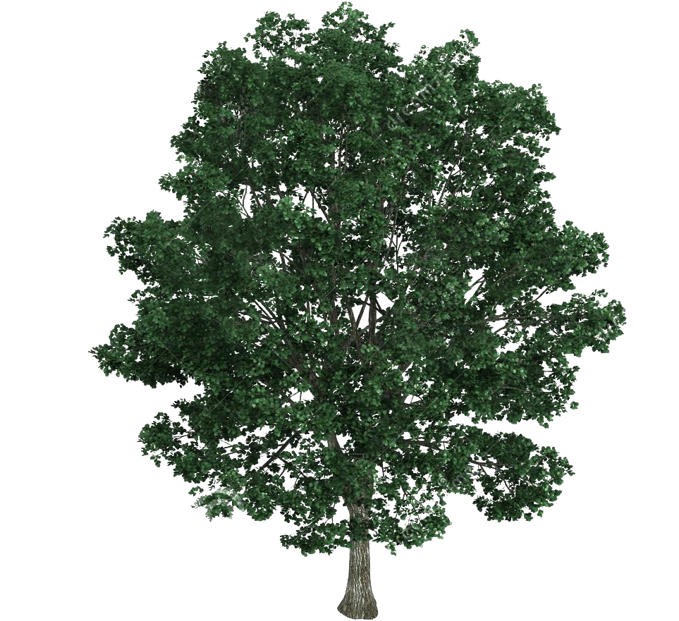 Material Tree Illustration Royalty-free Bodhi Platyphyllos - Tilia Platyphyllos Png (1300x1065), Png Download