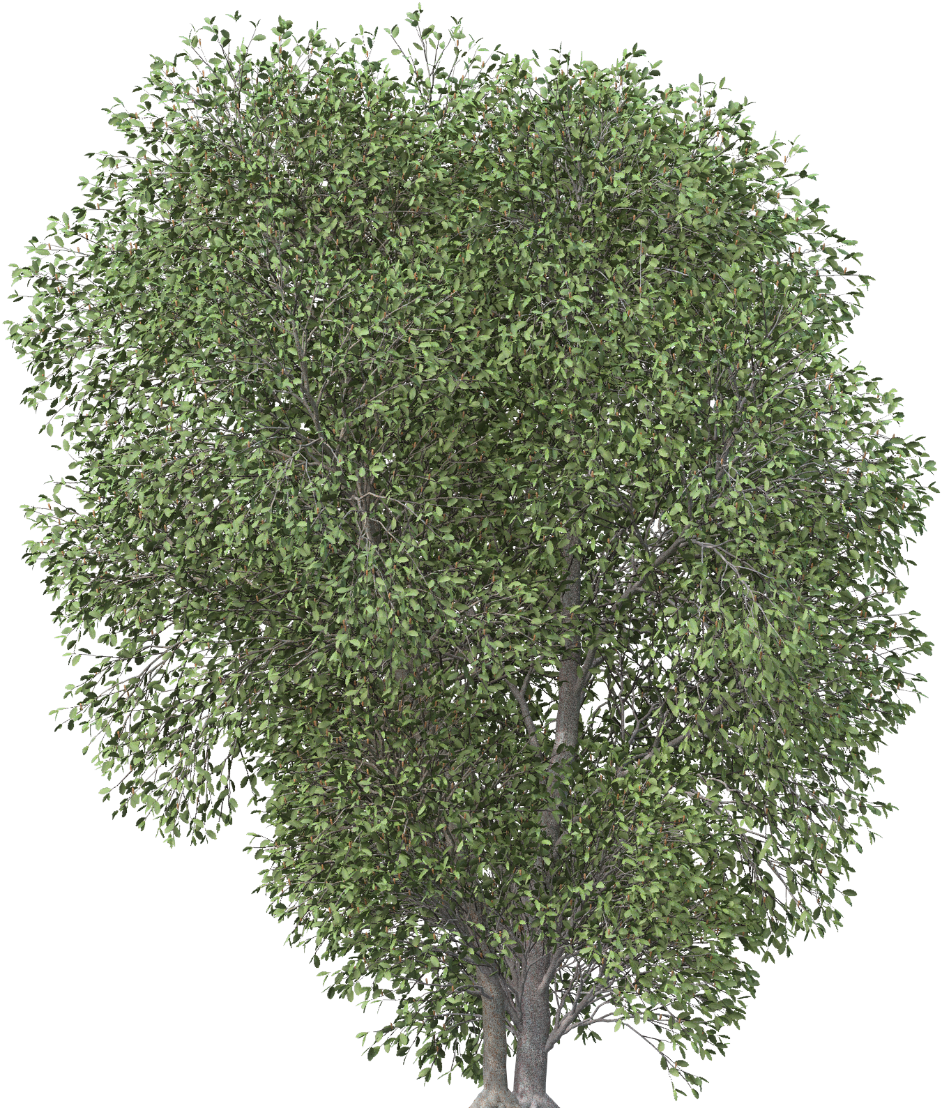 Images - Transparent Tree Png Plan (1600x1600), Png Download