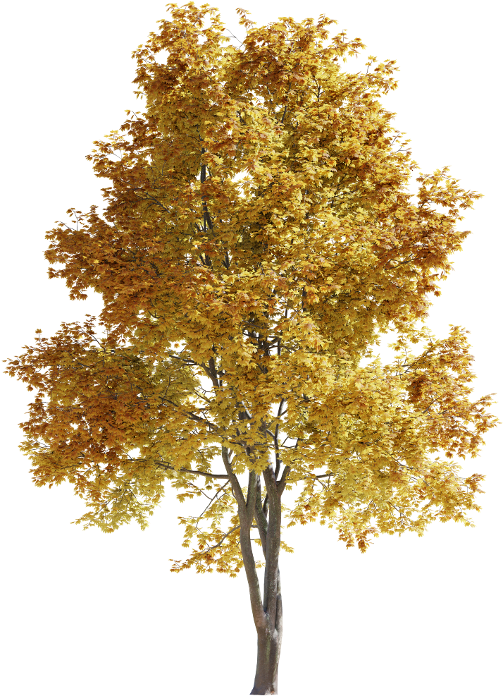 Maple-tree 14m 01 Autumn - Gambel Oak (2080x1040), Png Download