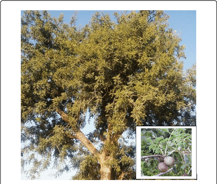 Sclerocarya Birrea Hochst - Sclerocarya Birrea (769x650), Png Download