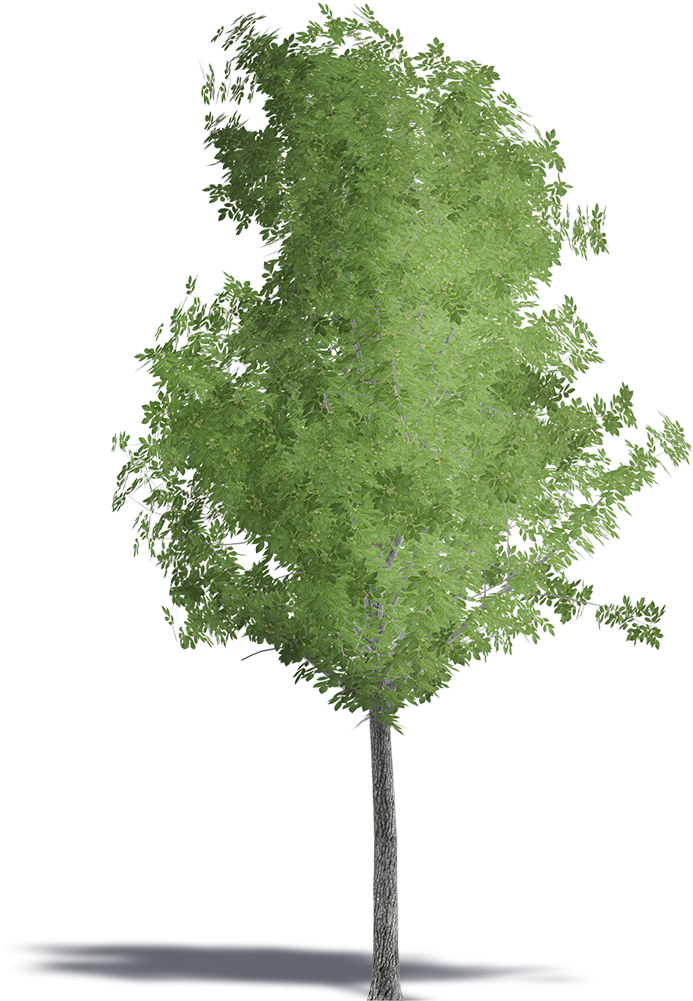 Swamp Maple (1000x1000), Png Download