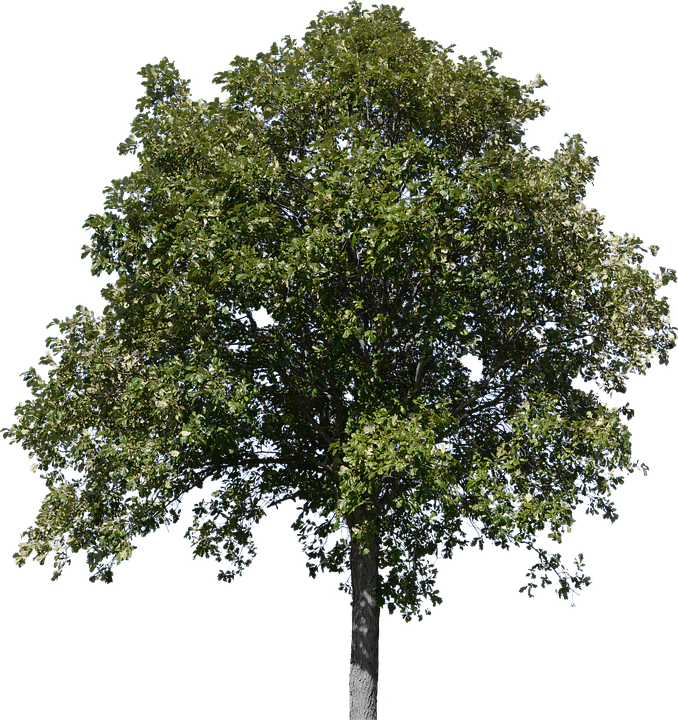 Tree, Tree With Leaves, Forest, Nature, Timber - Plane (678x720), Png Download