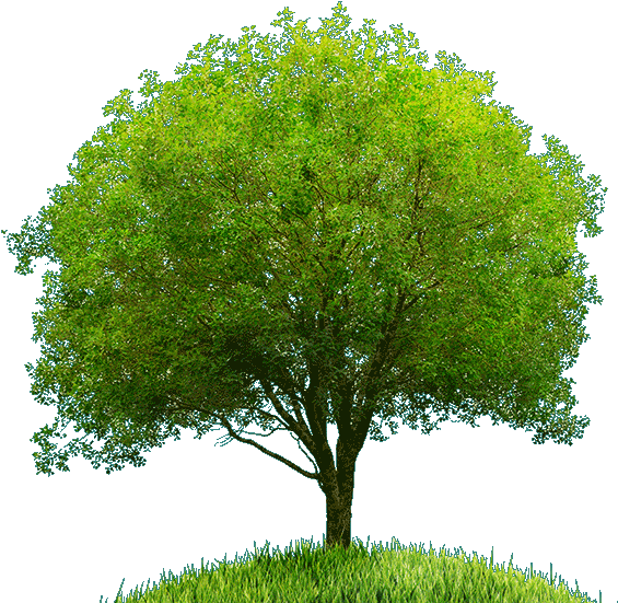 Welcome To Grace Haven Counseling - River Birch (700x620), Png Download