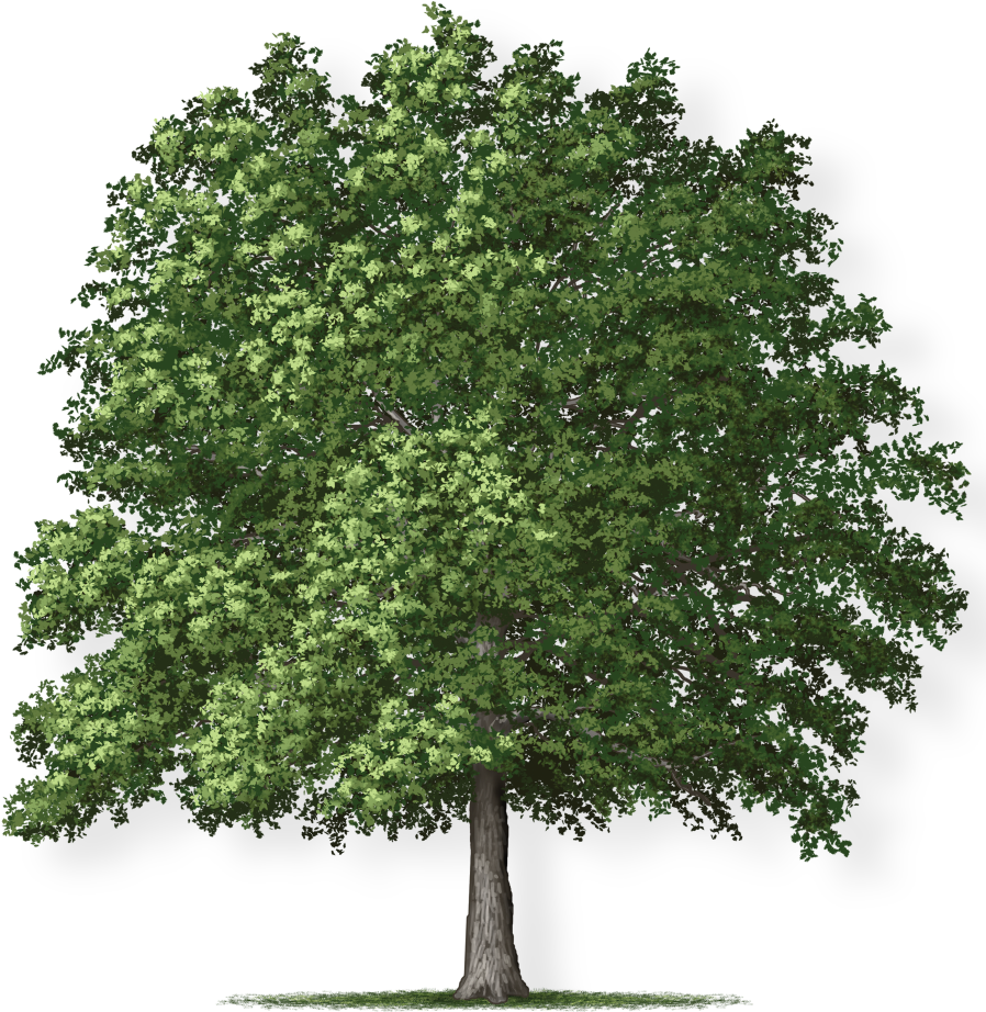 Tree Height - Overcup Oak Tree (981x1080), Png Download