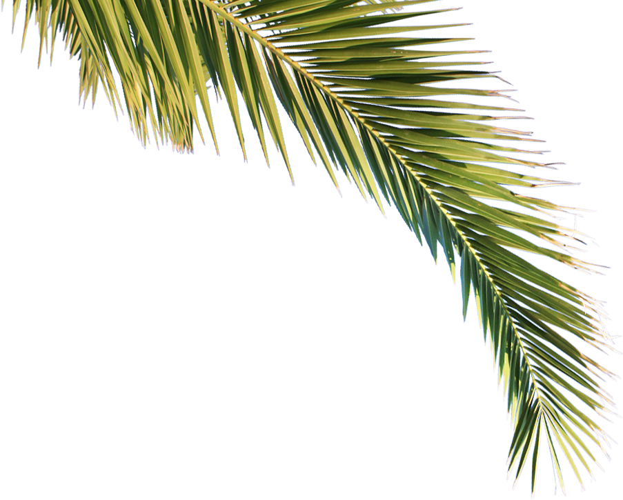 Go To Image - Palmbomen Png (903x725), Png Download