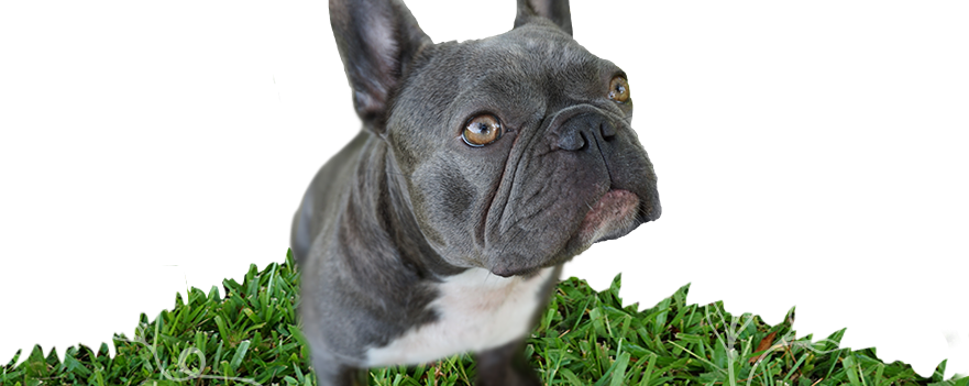 Violet The Blue And White Brindle Rare Mini French - French Bulldog (881x351), Png Download