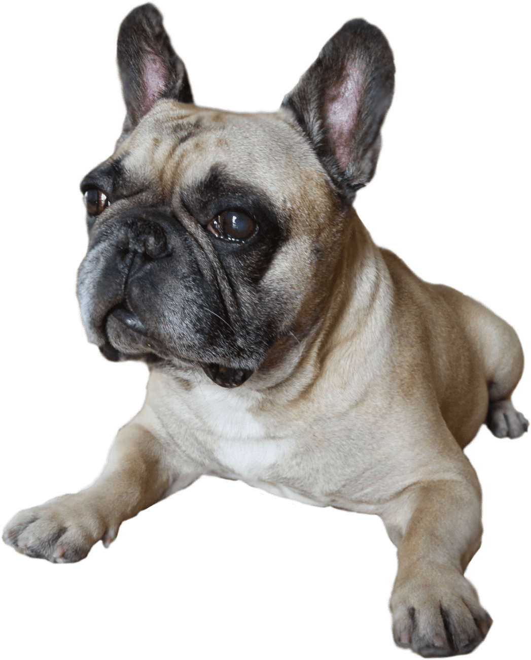 Australia's Oldest Frenchman- Hugo The French Bulldog - Oldest French Bulldog (1151x1363), Png Download