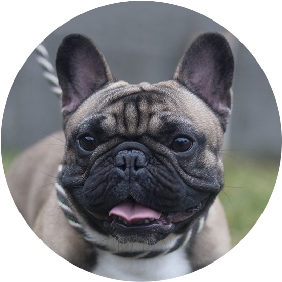 Henri The French Bulldog - French Bulldog (560x560), Png Download