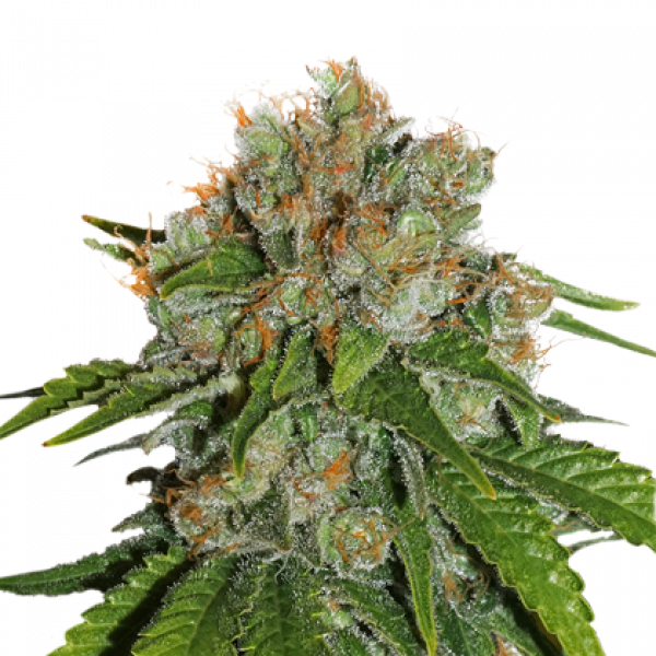 Amnesia Haze Auto (600x600), Png Download