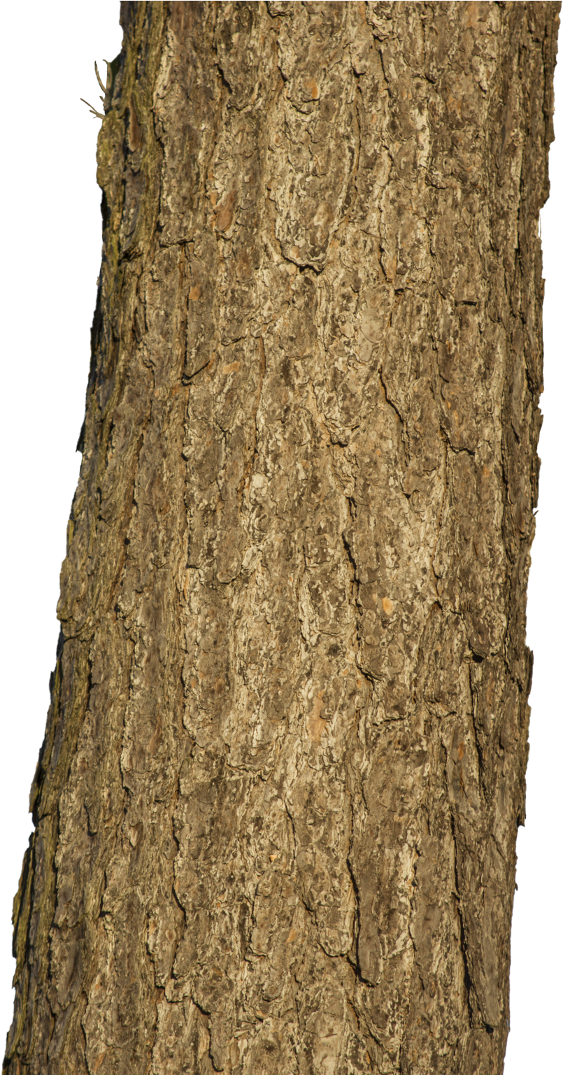 Download Tree Trunk Hd Png Png Image With No Background Pngkey Com