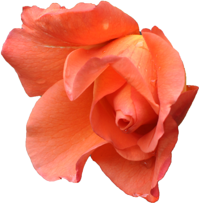 Go To Image - Pink Orange Flower Png (878x911), Png Download
