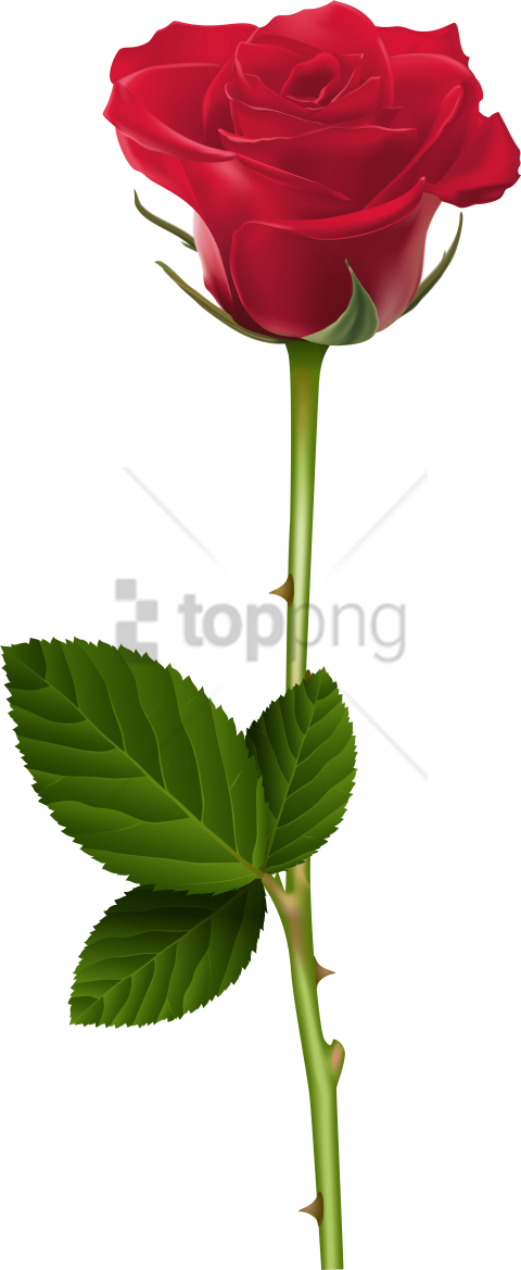 Free Png Rose Transparent Png Image With Transparent - Transparent Rose Png (480x1169), Png Download