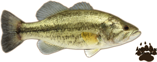 Largemouth Bass Png - Ciclo Biologico Da Aquaponia (640x640), Png Download