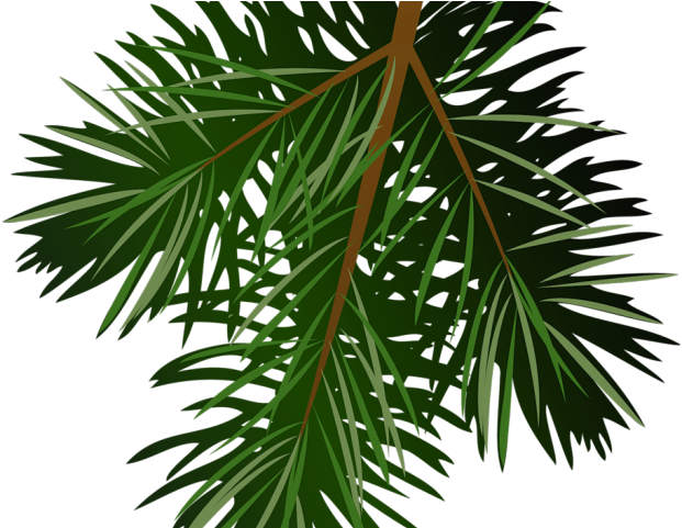 Christmas Tree Clipart Limb - Pine Branch Png Free (640x480), Png Download