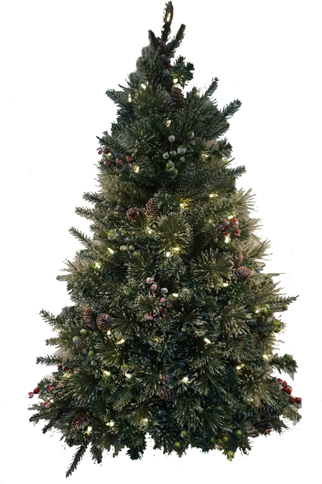 Christmas Tree - Spruce Christmas Tree (1000x1000), Png Download
