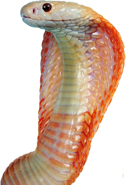 Free Png Image - Snakes (453x680), Png Download