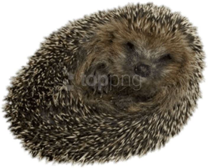 Free Png Download Hedgehog Rolled Up Png Images Background - Hedgehog Transparent (850x687), Png Download