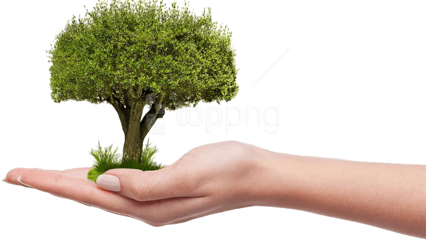 Free Png Download Save Tree Png Images Background Png - Plant A Tree Png (850x480), Png Download