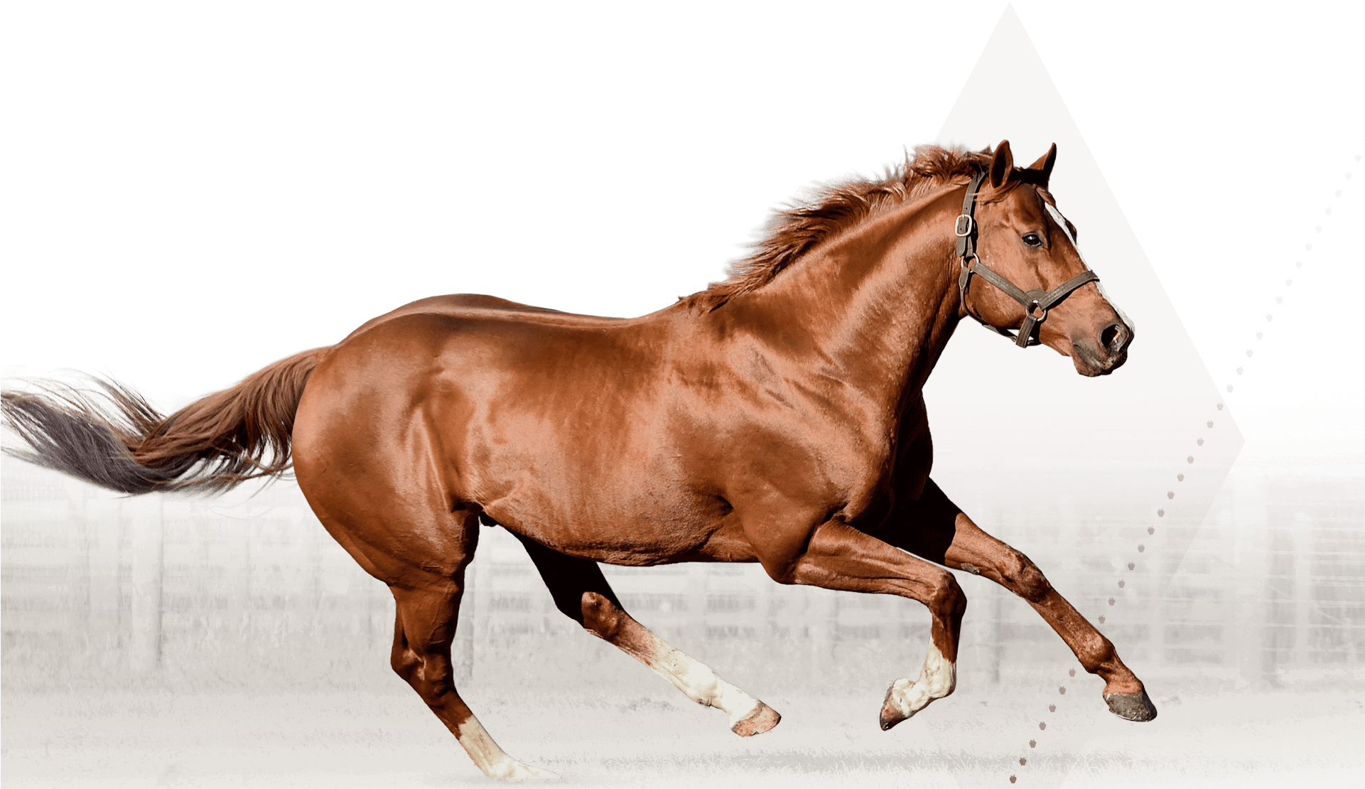 Silver Banner Irish Stallion Best Design - Sorrel (1920x1120), Png Download