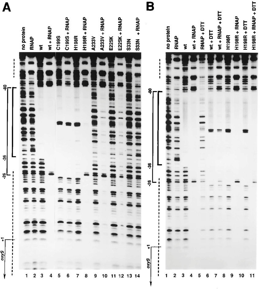 Dnase I Footprints Of Rna Polymerase Together With - Rna Polymerase (850x954), Png Download