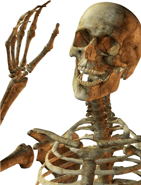 Hello Skeleton - Skeleton Png (480x640), Png Download