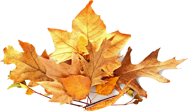 Pile Of Leaves Png Banner Library Library - Leaves Pile Png (879x521), Png Download