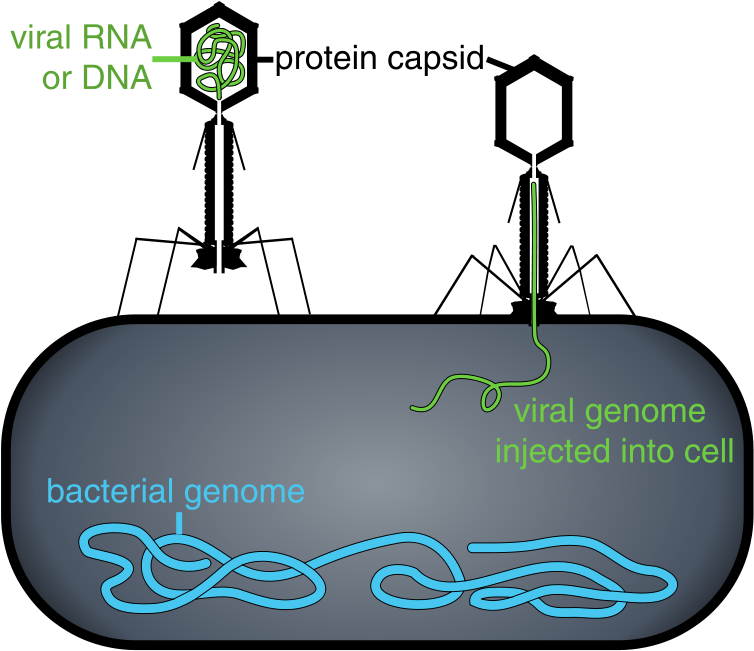 800px-phage Injecting Its Genome Into Bacteria - Terapia De Fagos (800x695), Png Download