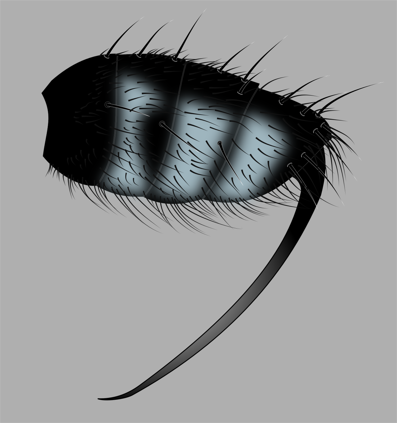 Vector Wip, Mexican Sword Fly - Hair (1280x1364), Png Download