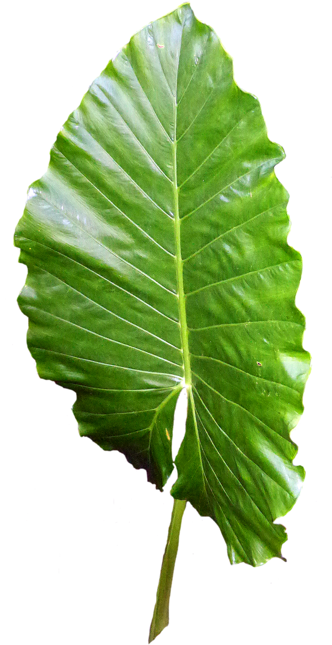 Green Leaves Clipart Leafe - Blätter Png (740x1280), Png Download