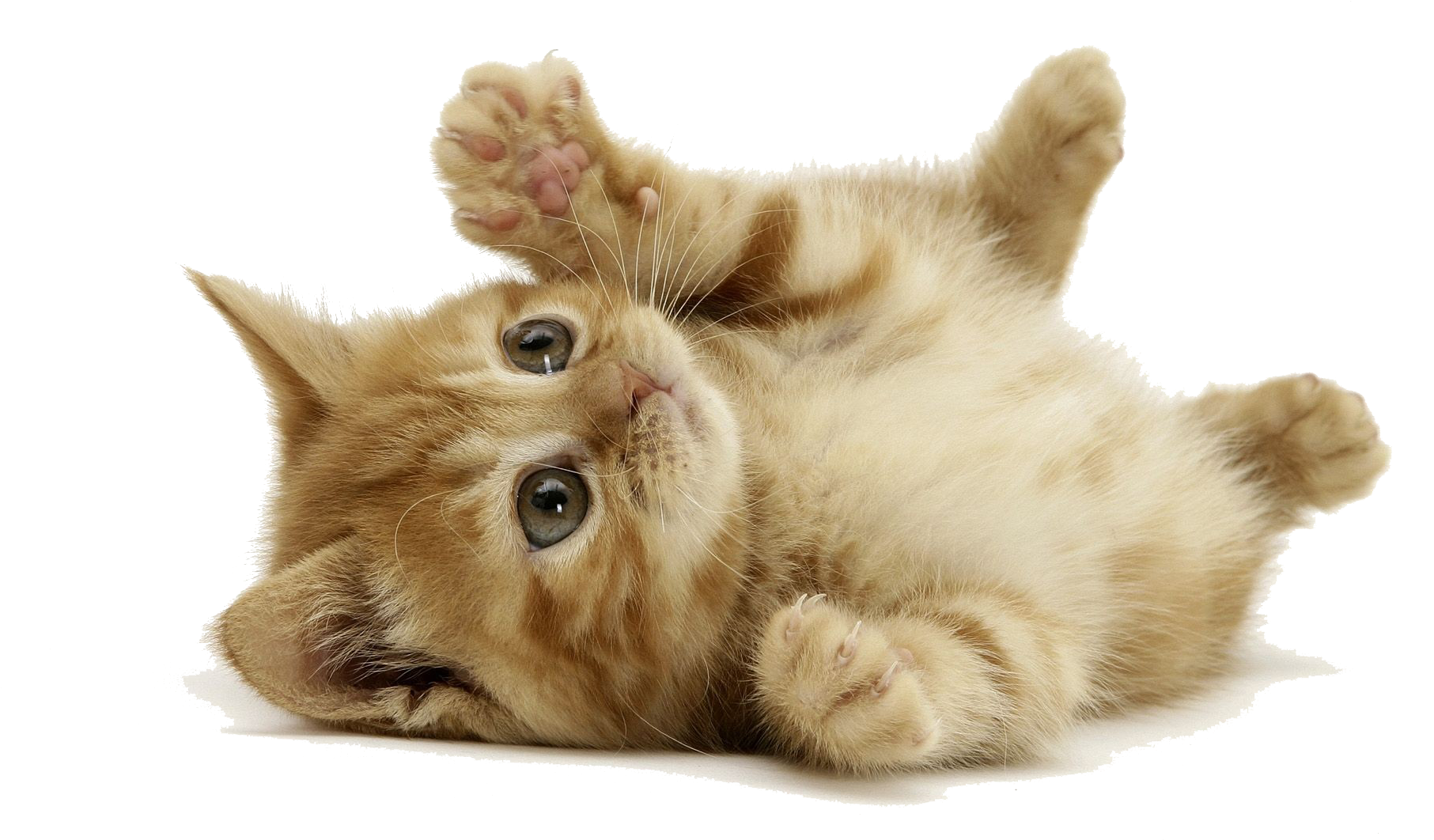 Kitten Desktop Wallpaper Siberian - Like Cats (1920x1080), Png Download