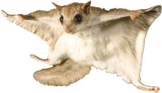 Flying Squirrel - Flying Squirrel With No Background (768x768), Png Download