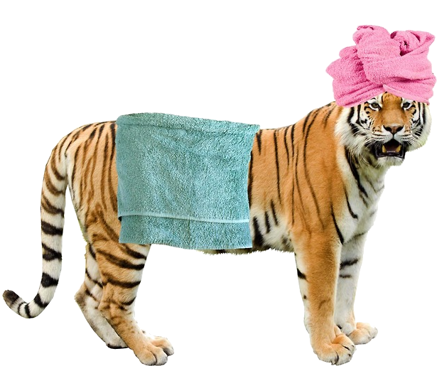 Grft In A Bath Towel - Colchester Zoo (634x543), Png Download