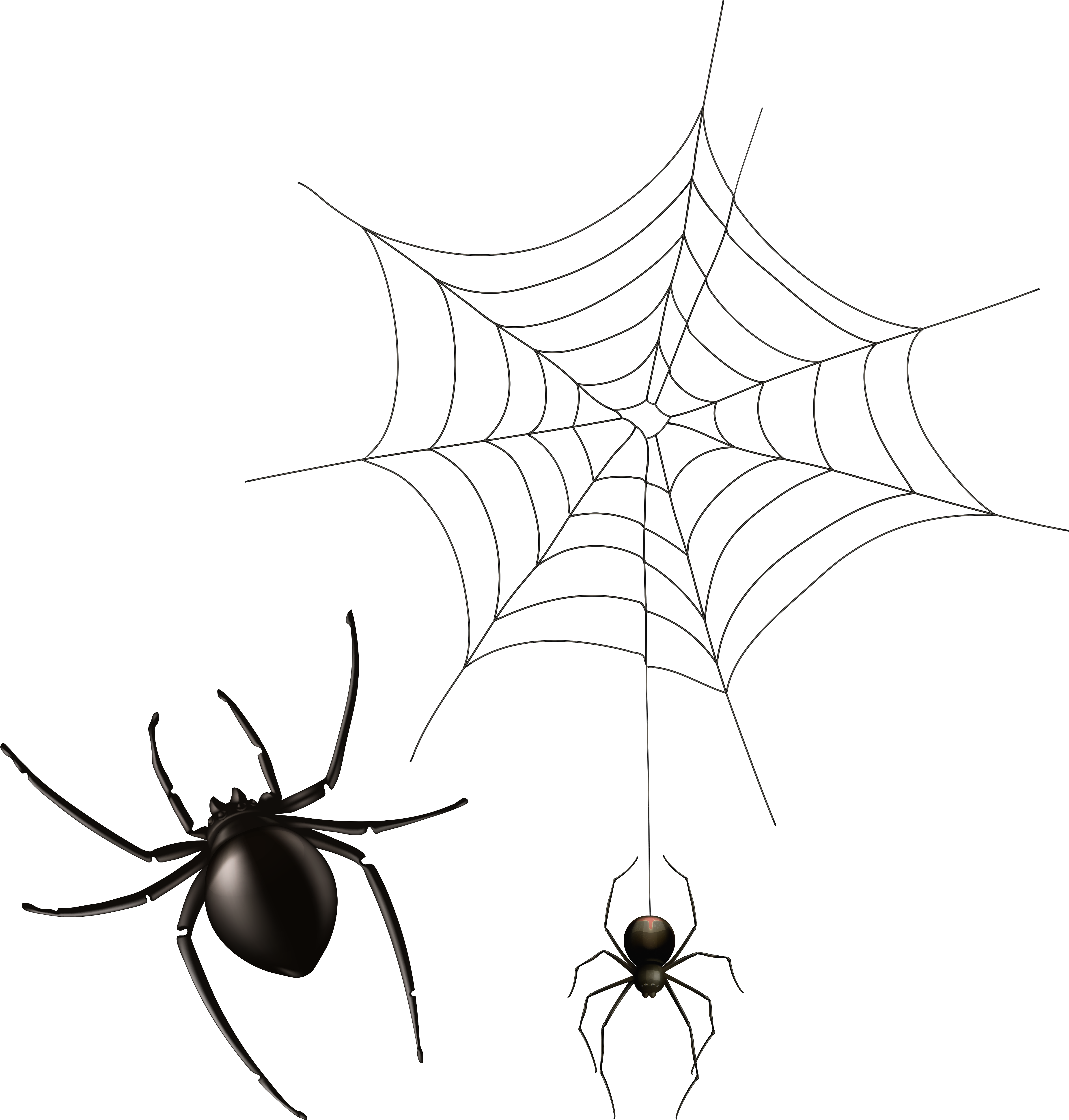 Cobweb Png (5087x5148), Png Download